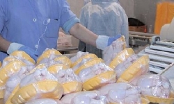 Ukrayna’dan Ermenistan’a Getirilen 20 Ton Dondurulmuş Tavuk Eti Sınırda Durduruldu