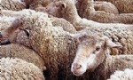 Ermenistan’dan koyun ihracatı devam ediyor