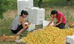 Bu yıl Ermenistan’dan 18 bin 268 ton kayısı ithal edildi