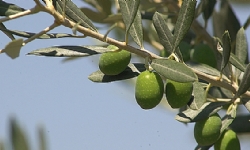 İsrail’de Aznavour için zeytin ağacı dikildi[İsrail’de Aznavour için zeytin ağacı dikildi