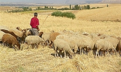Hayvanları Ermenistan’a geçen çobana dayak