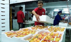 ​Ermenistan`dan yapılan meyve sebze ihracatı yüzde 67.7 arttı