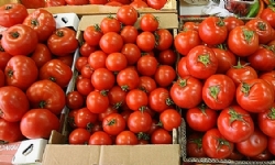 ​Ermenistan’da üretilen domates ilk defa BAE’ye ihraç edildi