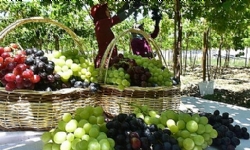 Kınalıada Festivali İle İlgili Açıklama