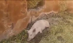 Ermenilerin işgal altında tuttukları köyün camisinde domuz besledikleri ortaya çıktı