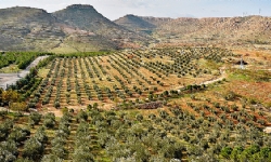 Tarihi manastırda yetiştirilen zeytinler ödüllü zeytinyağına dönüşüyor