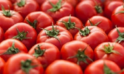 Russia lifts ban on import of tomatoes from Armenia