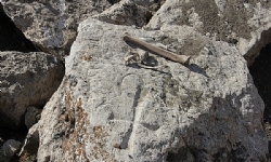 Ermeni mezarlığına iş makineleri girdi, kemikler ortalığa saçıldı