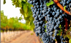 ​New York Times`ın ünlü şarap eleştirmenine göre Ermeni Areni üzümleri daha fazla tanıtılmalı