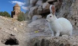 ​Akdamar Adası`nda `tavşan` zararı! Sayıları hızla artıyor