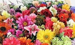​Gürcistan’a en çok Ermenistan çiçek ihraç etti