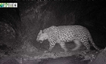 ​Kameralar Ermnenistan`ın Kırmızı Kitabında kayıtlı leoparı bir kez daha yakaladı