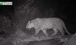 Kameralar Ermnenistan`ın Kırmızı Kitabında kayıtlı leoparı bir kez daha yakaladı
