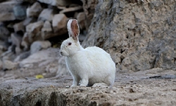 Akdamar Adası`nda tavşan tehlikesi: Tarihi yapılar risk altında!