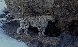 Kırmızı Kitap’ta yer alan Neo Leoparı Khosrov ormanında yeniden görüntülendi